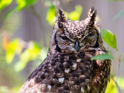 Great horned owl - De Zonnegloed - Animal park - Animal refuge centre 